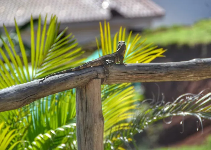 Playa Lagarto Eco Development Villa *